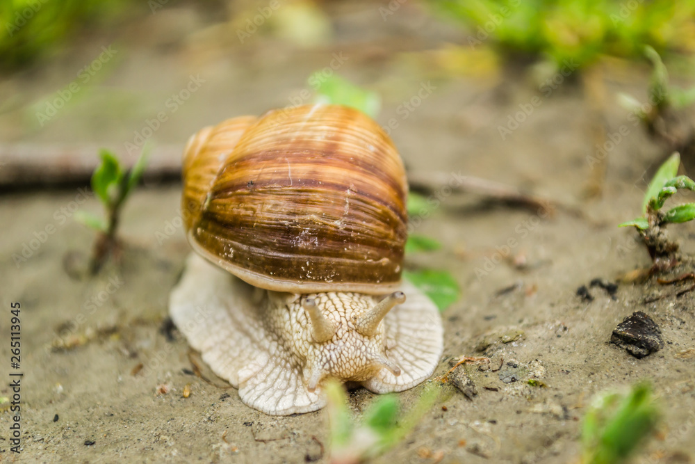 Vineyard snail in its natural environment on forest path Vineyard snail in its natural environment on forest path
