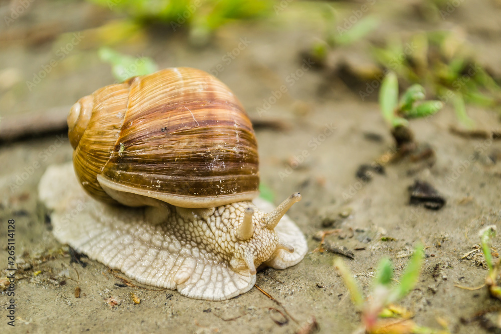 Vineyard snail in its natural environment on forest path Vineyard snail in its natural environment on forest path