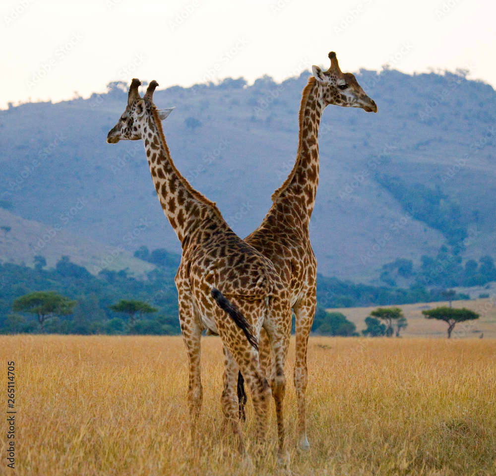 Two male giraffes fighting each other in the savannah. Kenya. Tanzania. East Africa. Two male giraffes fighting each other in the savannah. Kenya. Tanzania. East Africa.