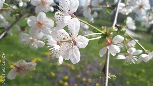 white cherry blossom on green gras sbackground photo