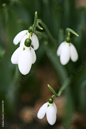Snowdrop spring flowers. Delicate Snowdrop flower is one of the spring symbols. © jonnyslav