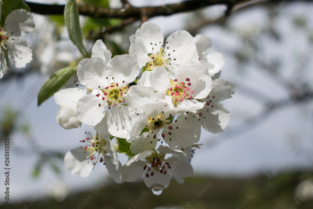 Frühlingsblume