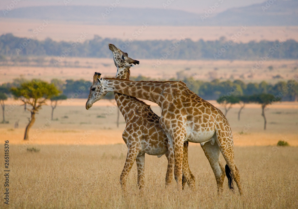 Obraz premium Two male giraffes fighting each other in the savannah. Kenya. Tanzania. East Africa.