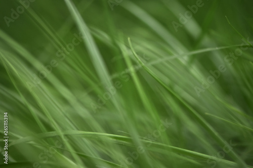Variations of photos with a soft and blurred background of green, young and fresh spring grass. Natural background with the swinging grass