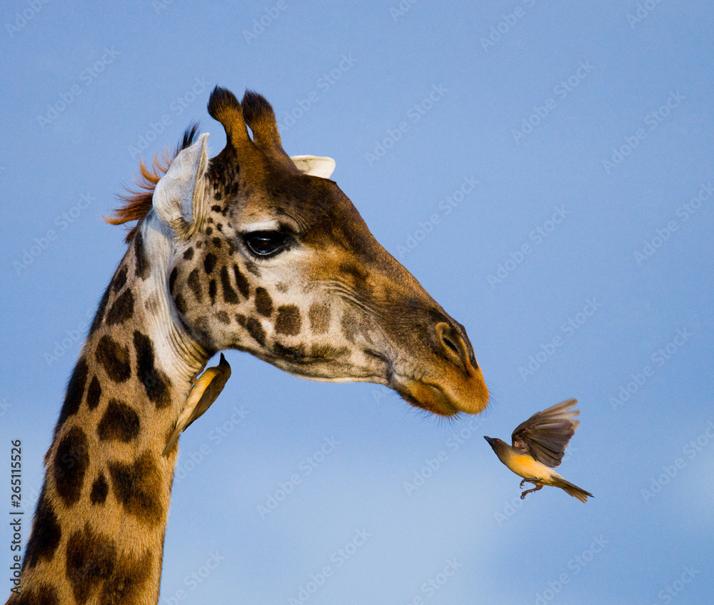 Giraffe with bird. Kenya. Tanzania. East Africa. Giraffe with bird. Kenya. Tanzania. East Africa.