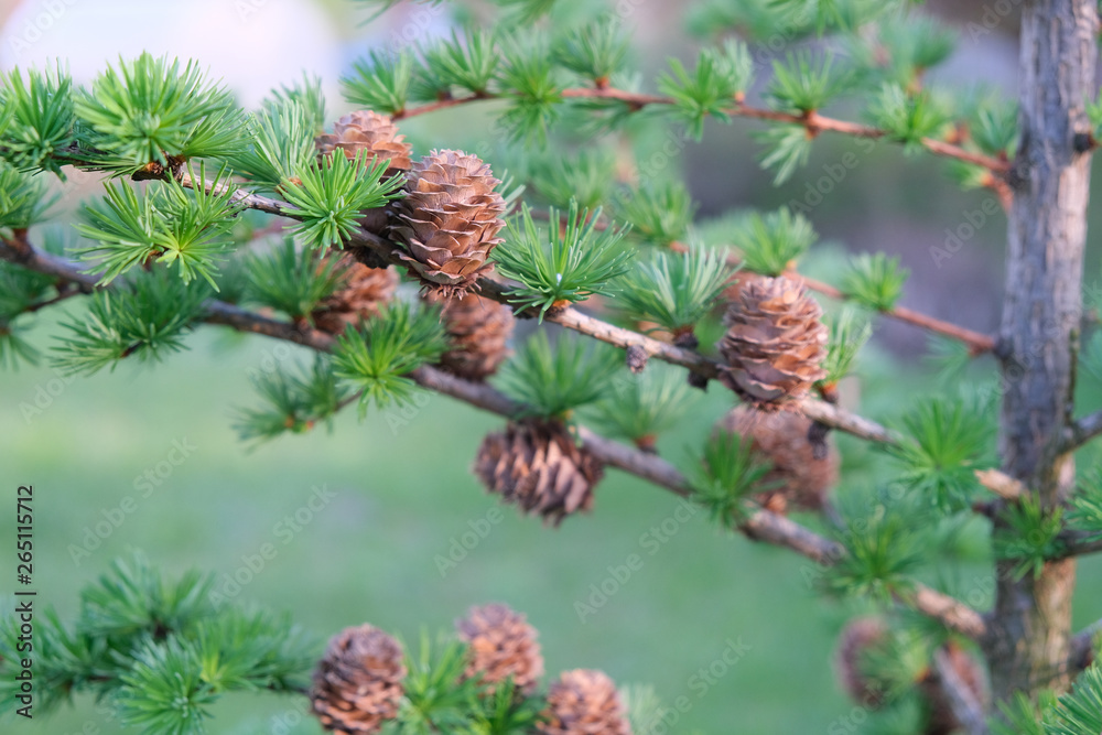 young needles and a bump on a sprig of pine in spring. young needles and a bump on a sprig of pine in spring.