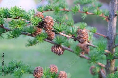 young needles and a bump on a sprig of pine in spring.