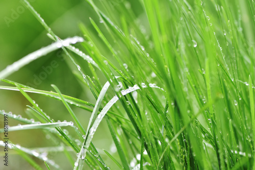 Variations of photos with a soft and blurred background of green, young and fresh spring grass. Natural background with rolling grass and raindrops