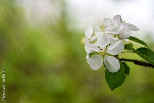 Variations of photos with beautiful and delicate flowers of the apple orchard, blooming spring garden, delicate blurred background