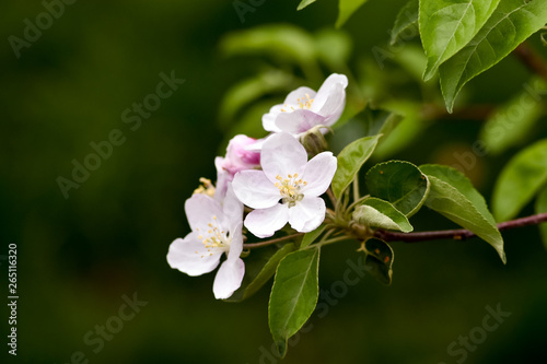 Variations of photos with beautiful and delicate flowers of the apple orchard, blooming spring garden, delicate blurred background