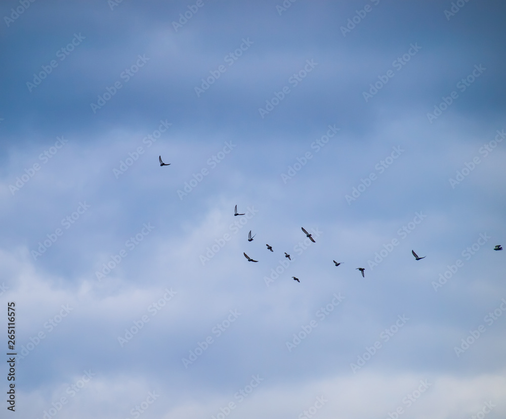 Flock of pigeons flies in the sky