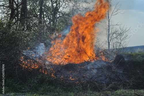 fire in the forest