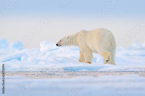 Polar bear on drift ice edge with snow and water in Norway sea. White animal in the nature habitat  Svalbard  Europe. Wildlife scene from nature.