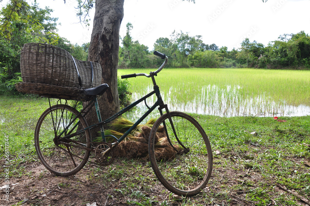 Iron bike in the paddy fields.