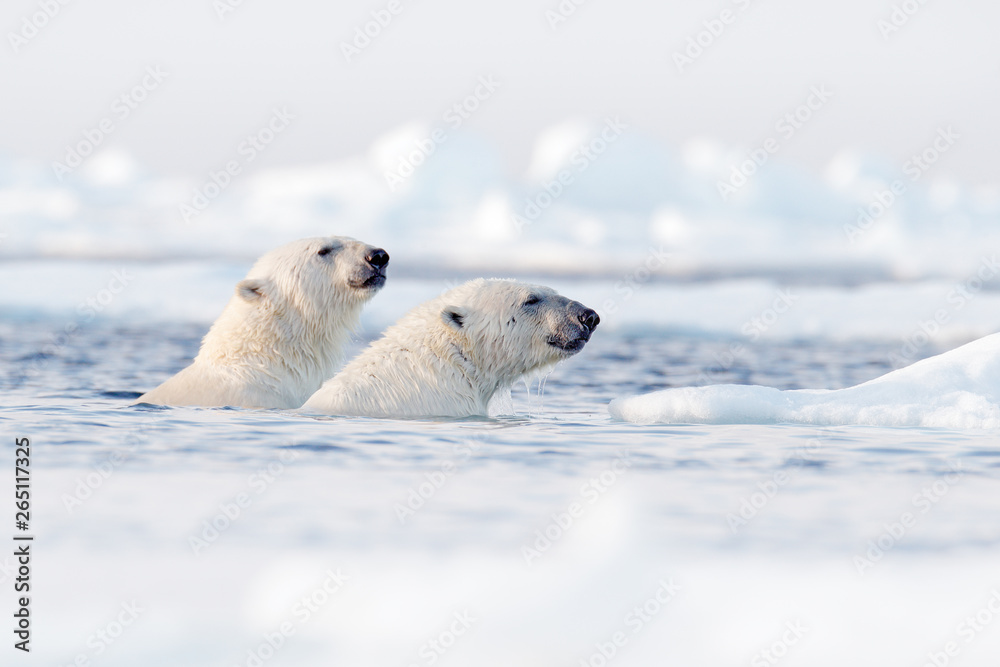 Polar bear fight in the water. Two Polar bears playing on drifting ice with  snow. White
