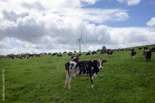 cows in field with a modern windmill (turbines)