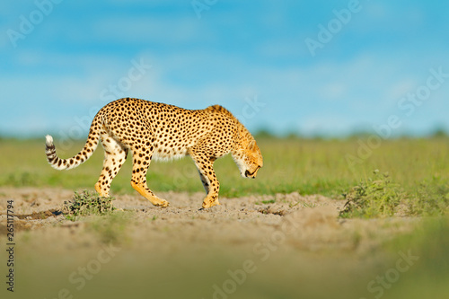 Cheetah in grass, blue sky with clouds. Spotted wild cat in nature habitat. Cheetah, Acinonyx jubatus, walking wild cat. Fastest mammal on the land, Botswana, Africa. African nature, wet season.