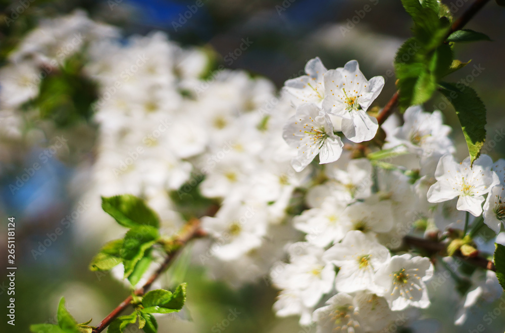 Flowers, cherry blossoms on the branches on a spring day. Flowers, cherry blossoms on the branches on a spring day.