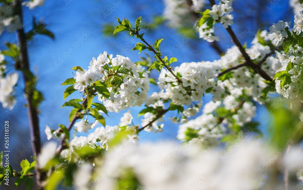 Flowers, cherry blossoms on the branches on a spring day. Flowers, cherry blossoms on the branches on a spring day.