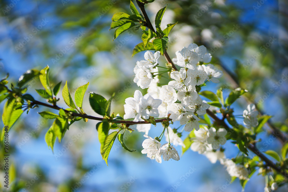 Obraz premium Flowers, cherry blossoms on the branches on a spring day. 