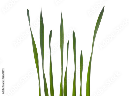 Collection of Daffodil leaves isolated on a white background.
