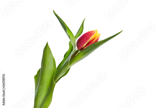 A single red and yellow tulip flower isolated on a white background