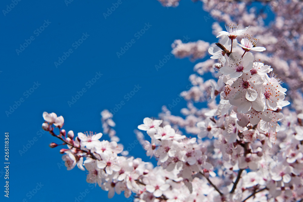 Spring. Tree with flowers, bee and butterfly Spring. Tree with flowers, bee and butterfly