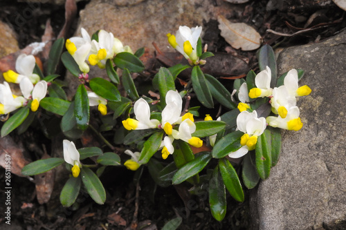 Poligala (Polygala chamaebuxus),fioritura in primo piano  photo