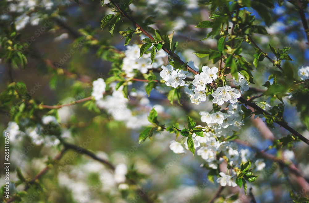 Flowers, cherry blossoms on the branches on a spring day. 