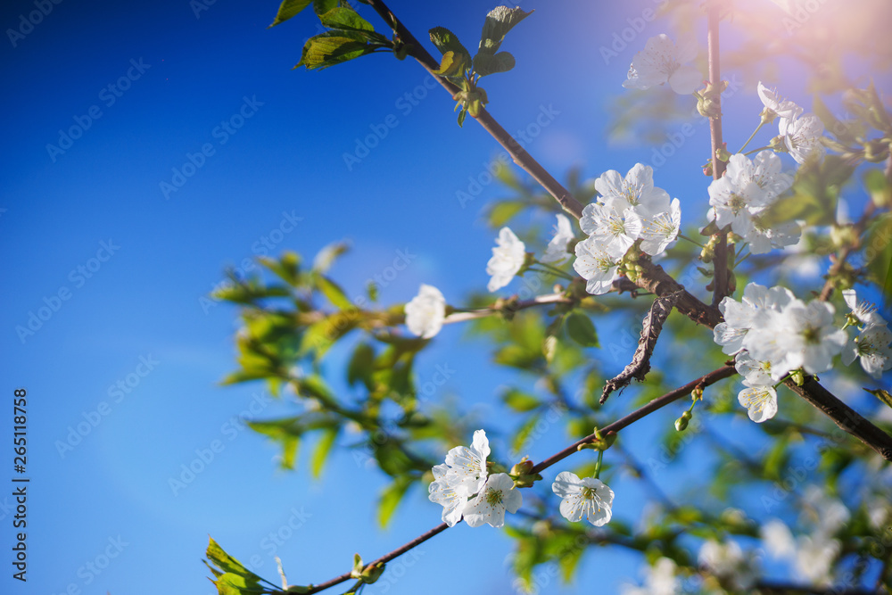 Flowers, cherry blossoms on the branches on a spring day. 
