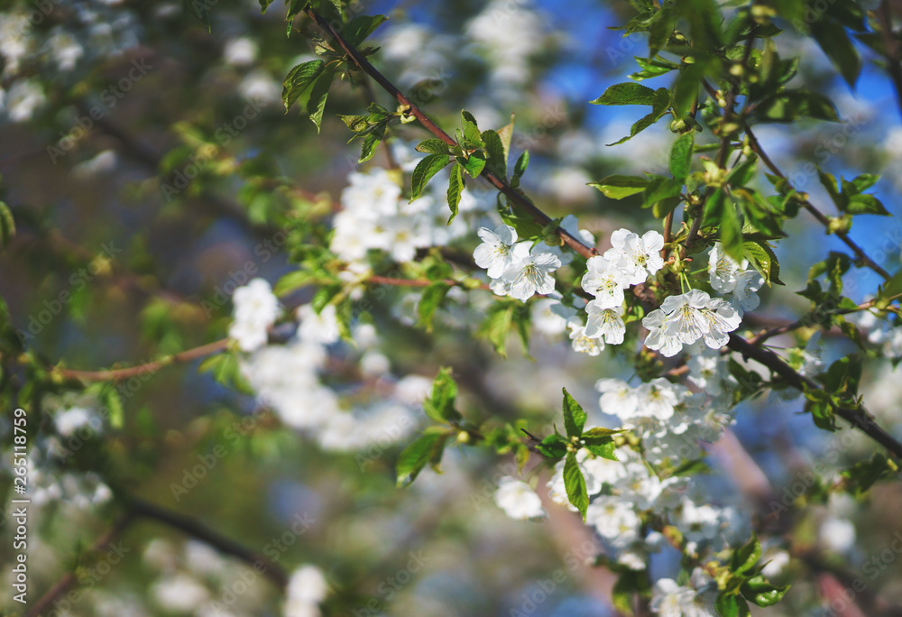 Flowers, cherry blossoms on the branches on a spring day. Flowers, cherry blossoms on the branches on a spring day.