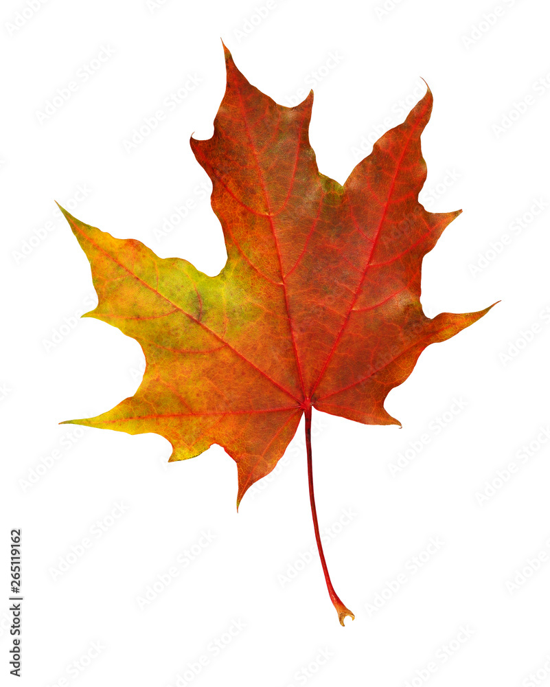 Fototapeta premium Closeup of rorange autumn maple leaf