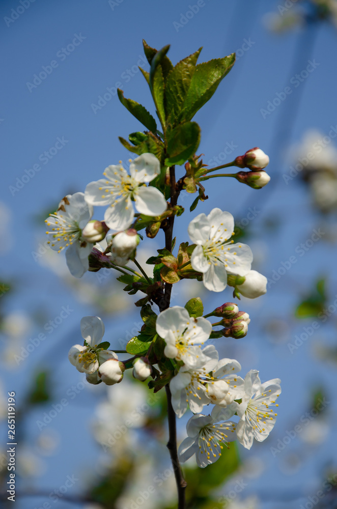 White flowers in macro. Flowering trees. Bee on a white flower. Branch of a tree with white flowers White flowers in macro. Flowering trees. Bee on a white flower. Branch of a tree with white flowers