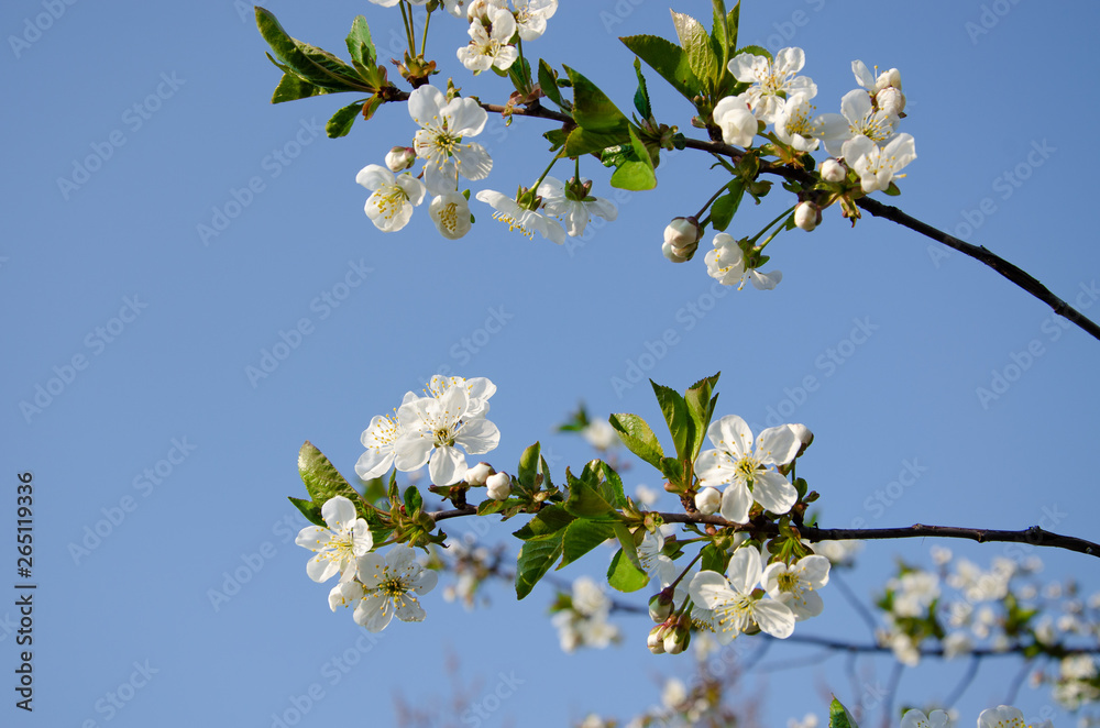 White flowers in macro. Flowering trees. Bee on a white flower. Branch of a tree with white flowers White flowers in macro. Flowering trees. Bee on a white flower. Branch of a tree with white flowers