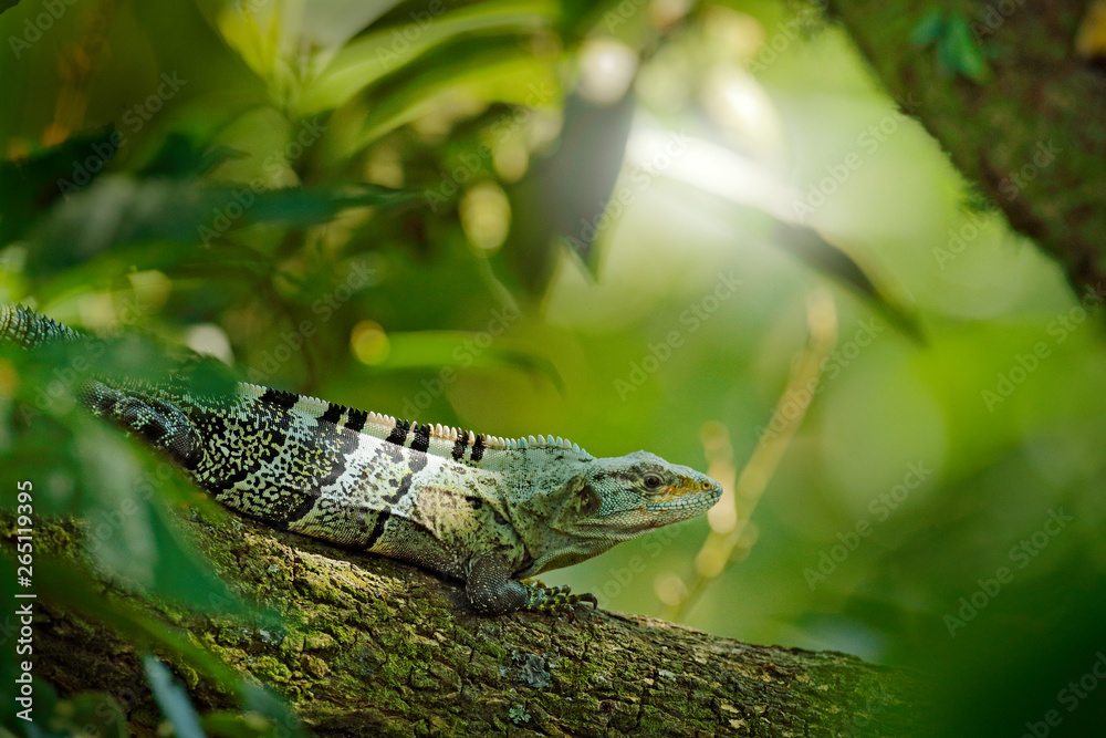 Obraz premium Detail of iguana. Portrait of green iguana in the dark green forest, Costa Rica. Wildlife scene from nature. Close-up face portrait of lizard from South America. Lizard in the forest green habitat.