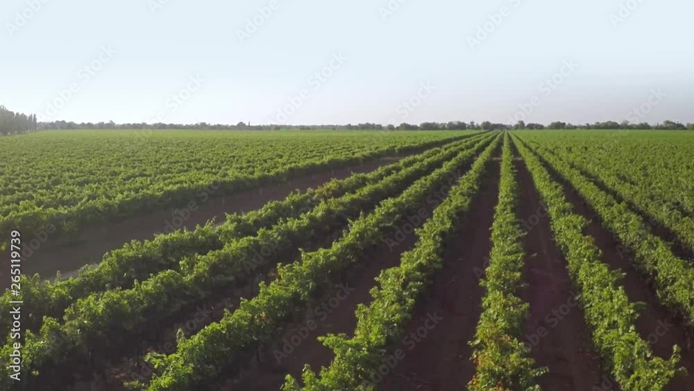 Green Vineyard on a Sunny Day. Aerial View Green Vineyard on a Sunny Day. Aerial View