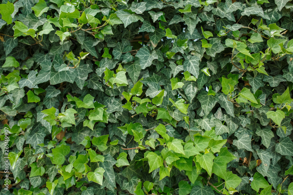 green fence of ivy, a flat picture green fence of ivy, a flat picture