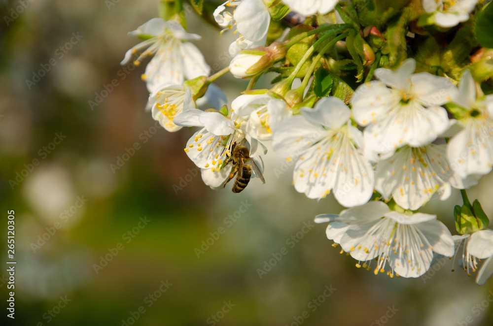 White flowers in macro. Flowering trees. Bee on a white flower. Branch of a tree with white flowers