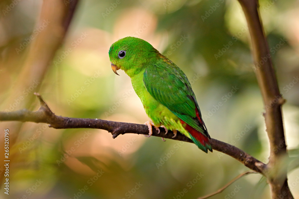 Blue-crowned hanging parrot, Loriculus galgulus, bird Barma, Thailand, Indonesia. Green parrot sitting on the tree branch in the habitat. Wildlife scene from nature. Bird from Asia forest.
