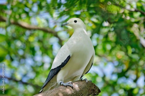 Pied imperial pigeon  Ducula bicolor  beautifull big white bird from Thailand. Pigeon in the habitat  sunny day in the green forest. Wildlife scene from nature.  Bird sitting on the tree trunk.