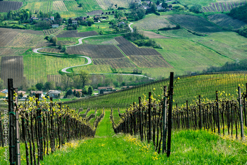 Fototapeta Naklejka Na Ścianę i Meble -  Vineyards of Oltrepo Pavese in April