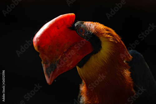 Philippine hornbill in the dark forest habitat. Head with red big beak of bird in jungle, wildlife. Rufous hornbill, Buceros hydrocorax, detail bill portrait of rarte bord from, Philippine in Asia. photo