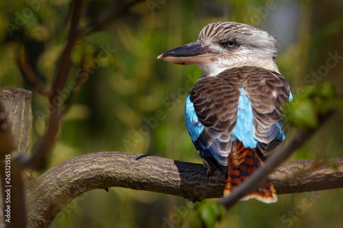 Kingfisher Blue-winged kookaburra  Dacelo leachii  colorful kingfisher from Australia. Bird hidden in the habitat. Wildlife scene from nature.