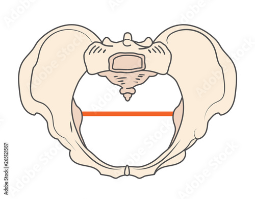 Gynecoid Pelvis Shape with Round / Circular shape
