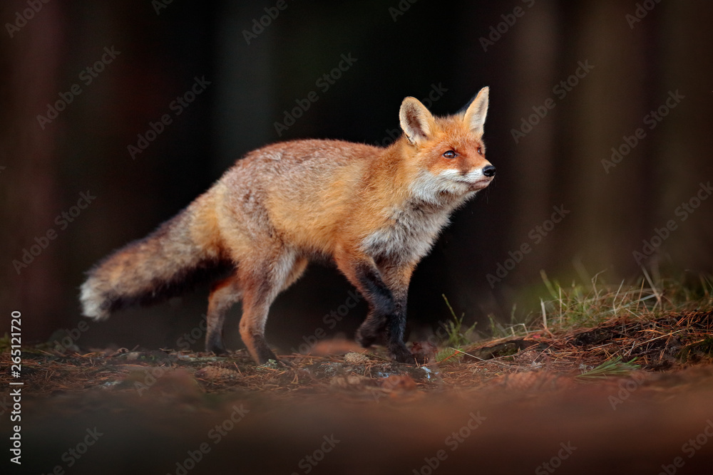 Cute Red Fox, Vulpes vulpes in fall forest. Beautiful animal in the nature habitat. Wildlife scene from the wild nature. Fox running in orange and yellow autumn leaves. Animal in fall wood habitat. Cute Red Fox, Vulpes vulpes in fall forest. Beautiful animal in the nature habitat. Wildlife scene from the wild nature. Fox running in orange and yellow autumn leaves. Animal in fall wood habitat.