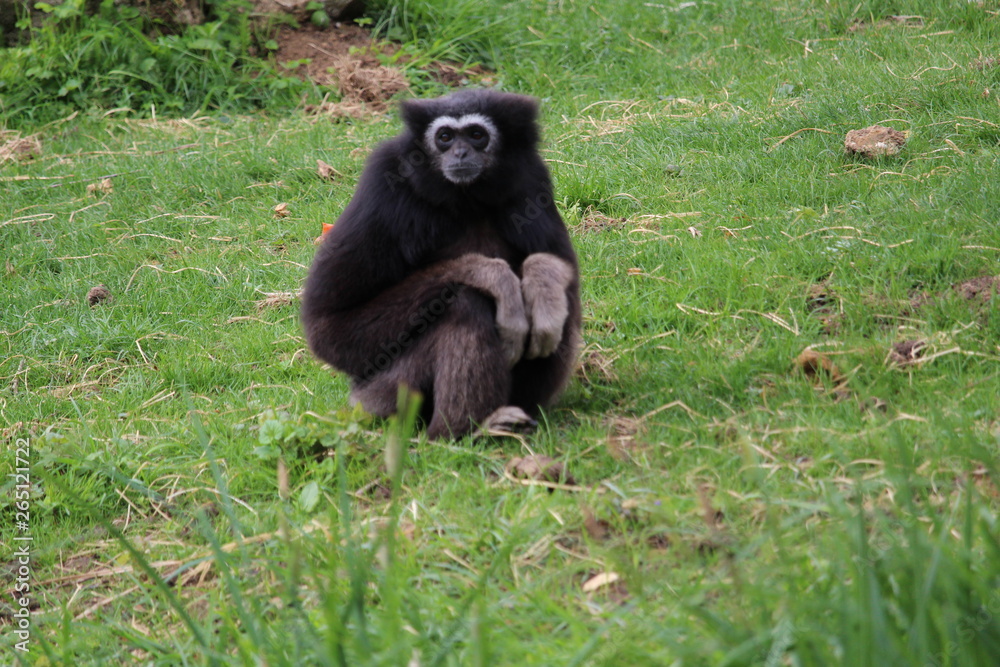 Fototapeta premium chimpanzé
