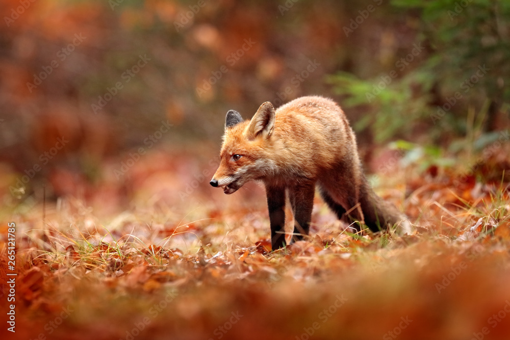 Fototapeta premium Red fox running on orange autumn leaves. Cute Red Fox, Vulpes vulpes in fall forest. Beautiful animal in the nature habitat. Wildlife scene from the wild nature, France, Europe. Cute animal in habitat