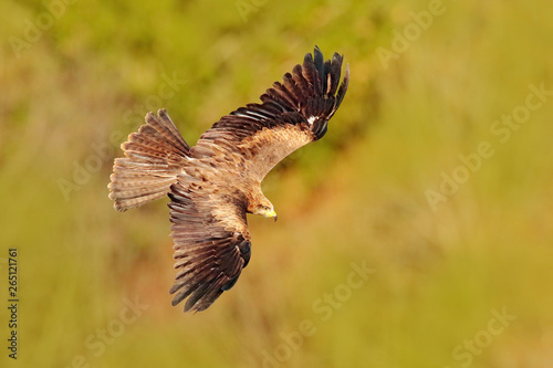 Red kite in flight, Milvus milvus, bird of prey fly above forest tree meadow . Hunting animal with catch. Kite with open wings, Romania, Europe.
