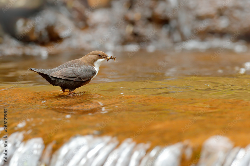 White-throated Dipper, brown bird with white throat in the river, waterfall in the background, animal behavior in the nature habitat, with food in the bill, nesting time, wildlife Germany. White-throated Dipper, brown bird with white throat in the river, waterfall in the background, animal behavior in the nature habitat, with food in the bill, nesting time, wildlife Germany.