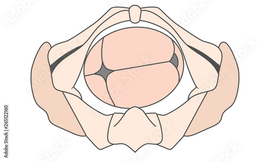 Left Occiput Transverse | LOT Baby Fetal Position Pelvis ROT Right photo